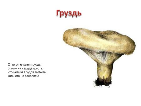 Гриб груздь для детей