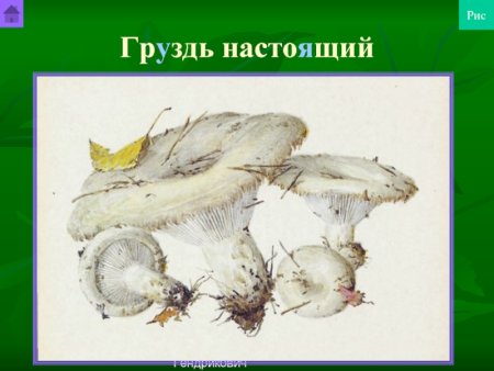 Гриб груздь для детей