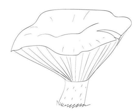 Гриб груздь раскраска