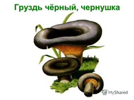 Гриб груздь для детей