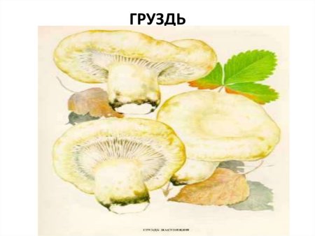 Гриб груздь рисунок
