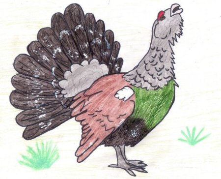 Глухарь рисунок