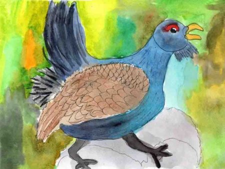 Глухарь птица рисунок