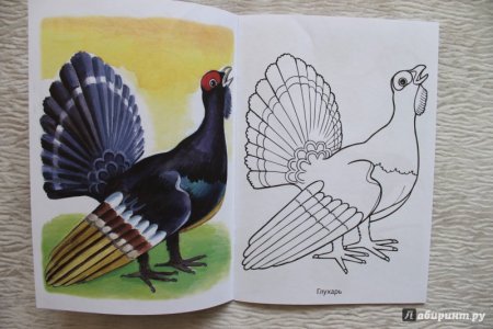 Глухарь рисунок карандашом