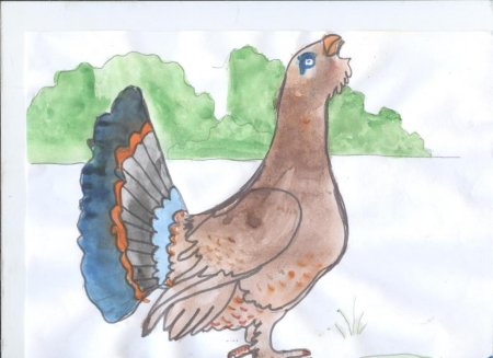 Рисование Глухарь