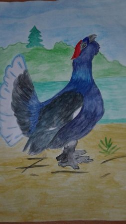 Мишень тетерев Косач