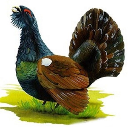 Глухарь птица раскраска