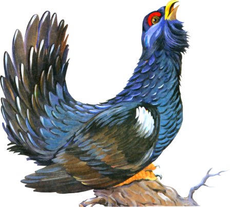 Глухарь рисунок