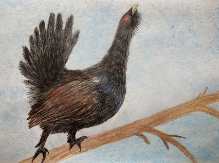 Тетерев раскраска для детей