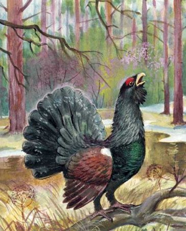 Как рисовать тетерева