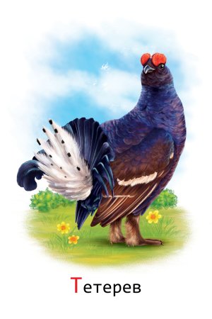 Глухарь рисунок карандашом