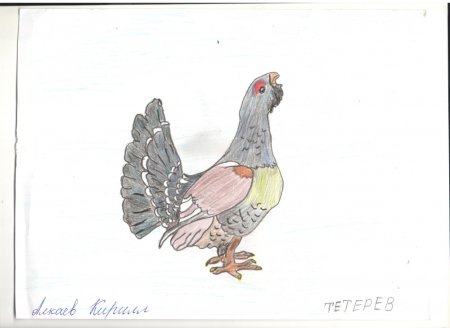 Глухарь акварель