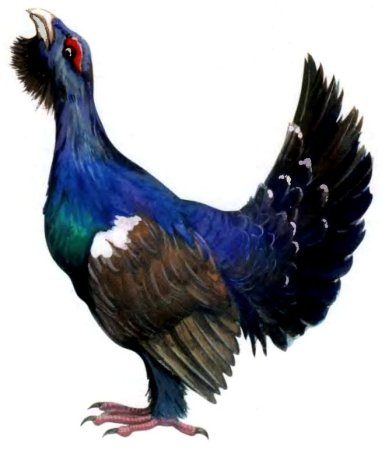 Терентий тетерев птица