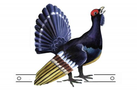 Тетерев на белом фоне