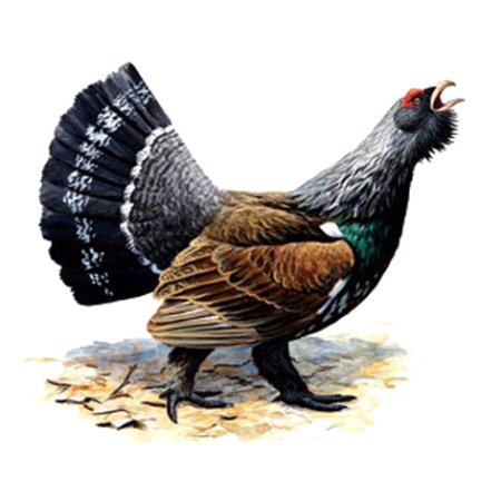 Глухарь акварель