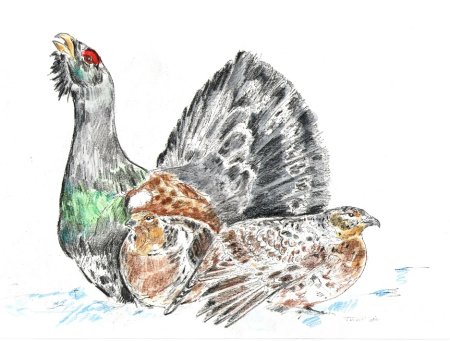 Уроки рисования птиц