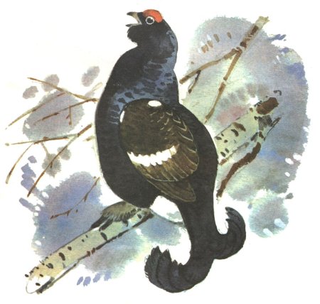 Глухарь Графика