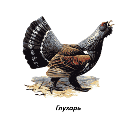 Как нарисовать тетерева