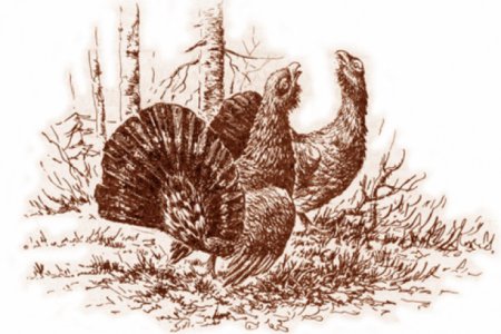 Глухарь распечатка