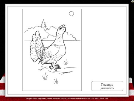 Глухарь рисунок