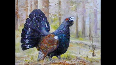 Глухарь раскраска для детей