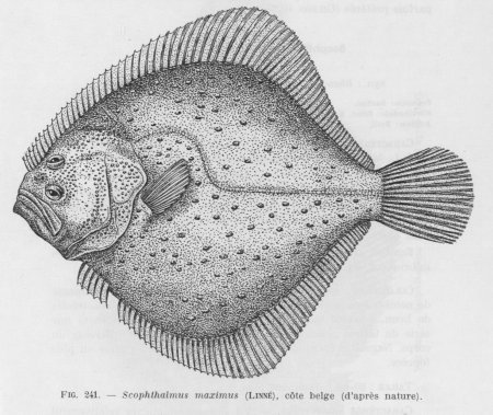 Scophthalmus Maximus