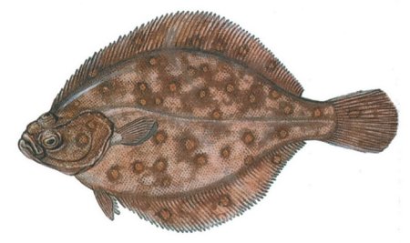 Морская камбала ареал