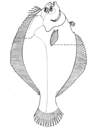 Звездчатая камбала - Platichthys stellatus