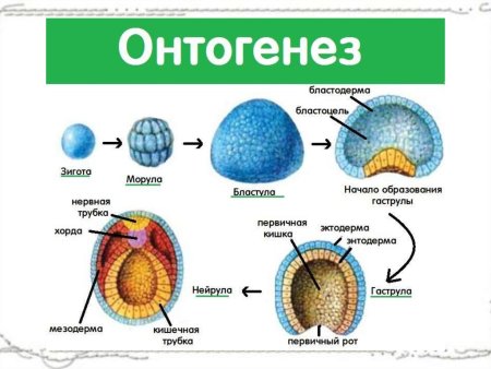 Онтогенез бластула гаструла нейрула