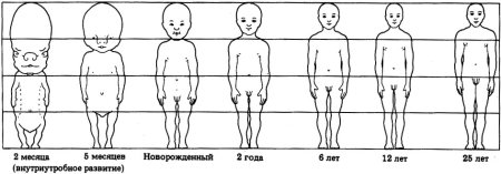 Изометрический и аллометрический рост