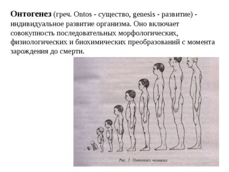 Развитие человека в онтогенезе