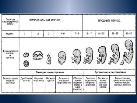 Стадии эмбрионального развития схема