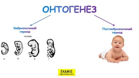 Стадии эмбрионального развития человека