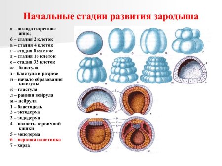 Индивидуальное развитие организма
