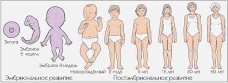 Индивидуальное развитие организма онтогенез стадия развития