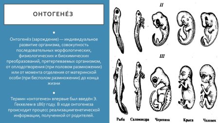 Биогенетический закон
