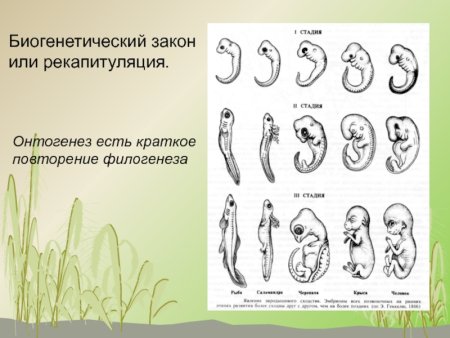Онтогенез краткое повторение филогенеза
