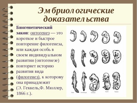 Сходство стадий эмбрионального развития позвоночных
