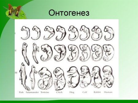 Эмбриогенез гаструла бластула