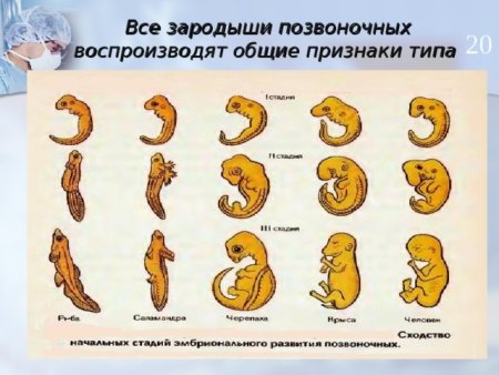 Онтогенез этапы развития эмбрионального развития