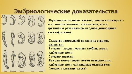 Стадии эмбрионального развития человека