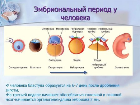 Стадии развития новорожденного ребенка по месяцам