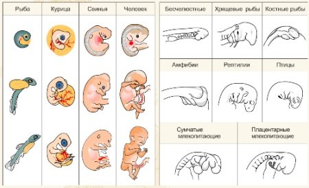 Эмбриональный период этапы схема