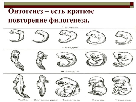 Рекапитуляции в онтогенезе человека