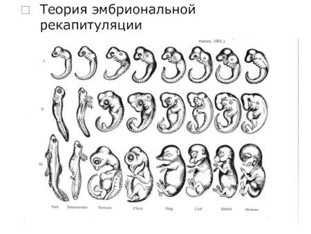 Внешнее сходство яиц и зародышей животных и человека