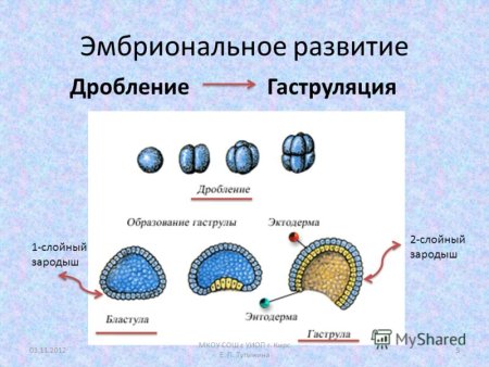 Развитие плода теленка по месяцам