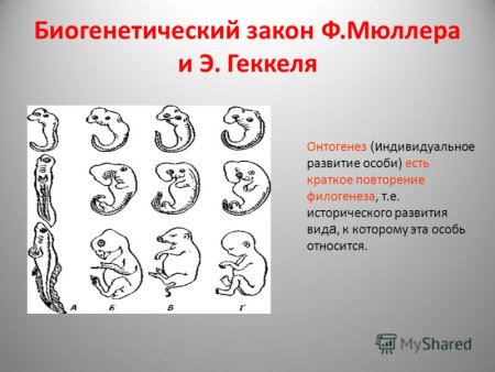 Зародышевое сходство у позвоночных