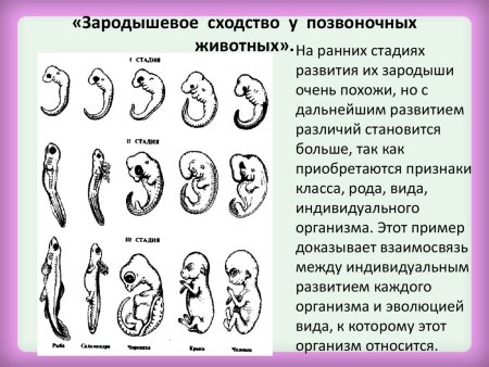 Сравнение зародышей позвоночных на разных стадиях развития