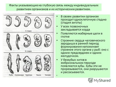 Эволюция эмбриона Геккель