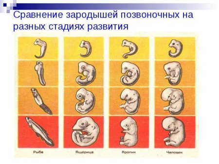 Закон зародышевого сходства Бэра